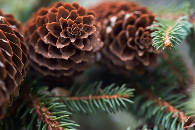 Addobbi natalizi con pigne, legno e frutta secca: ispirazioni uniche per la casa Addobbi natalizi con le pigne