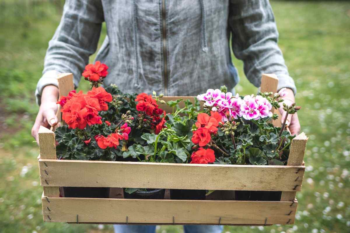 scopri come proteggere i tuoi gerani durante il freddo