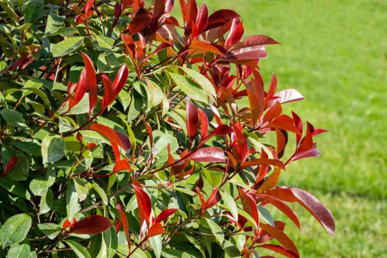 Quando la Photinia diventa rossa? Scopri il momento magico come sapere quando diventa rossa la Photinia