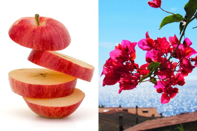 Bouganville fiorita a partire da un ramo e uno spicchio di mela: ecco il segreto come coltivare bouganville da un ramo e una mela