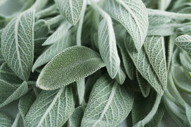 Preparare la salvia per l’inverno: come proteggere questa pianta aromatica dal freddo come proteggere salvia in inverno