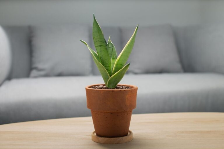 Quando cambiare vaso alla tua Sansevieria? 5 segnali che non devi ignorare Quando cambiare vaso alla tua sansevieria