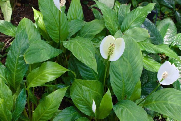 Spatifillo all’esterno col freddo? Ecco come ho salvato la mia pianta come proteggere spatifillo in inverno