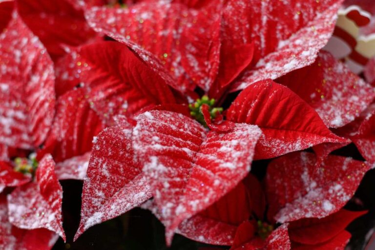 Vuoi far rifiorire la stella di Natale? Ecco come farlo con successo Far rifiorire la stella di Natale