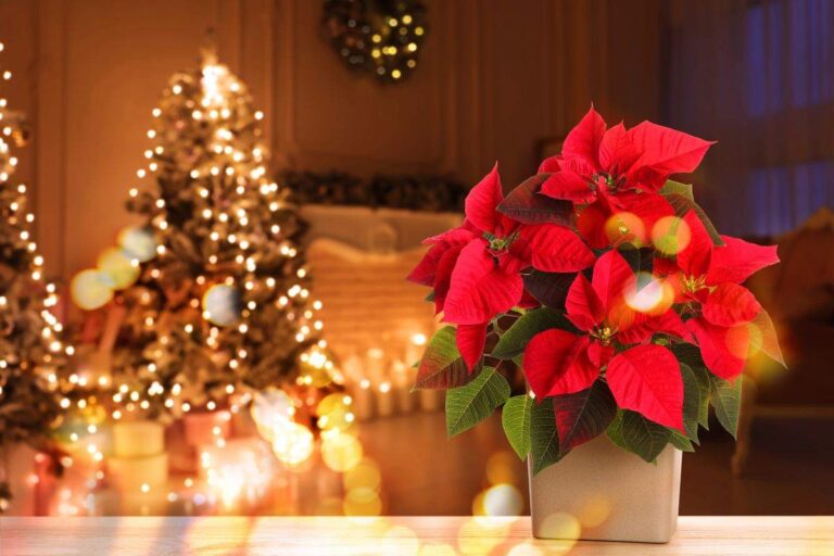 Attenzione alla stella di Natale: cosa succede se la lasci fuori dalla porta d’ingresso perché la stella di Natale non va messa fuori la porta