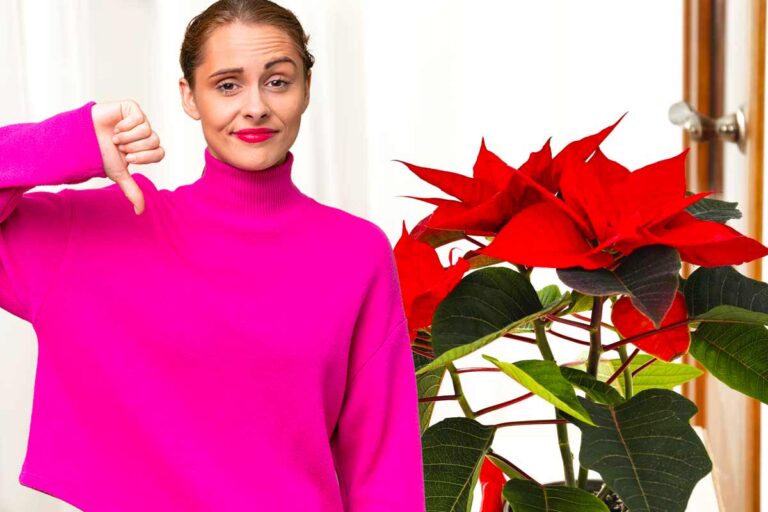 Dove NON posizionare la stella di Natale: evita questi 3 luoghi in casa posti da evitare per la tua stella di Natale