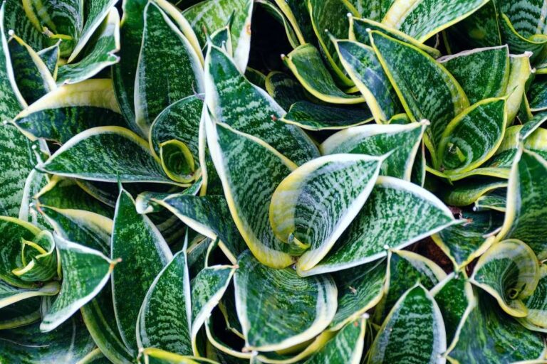 Le 10 varietà di Sansevieria perfette per decorare e purificare la casa Le 10 varietà di Sansevieria