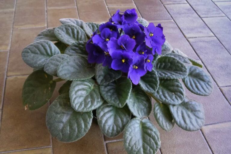Violetta africana: la pianta grassa che fiorisce tutto l'anno, perfetta per gli interni come curare la violetta africana