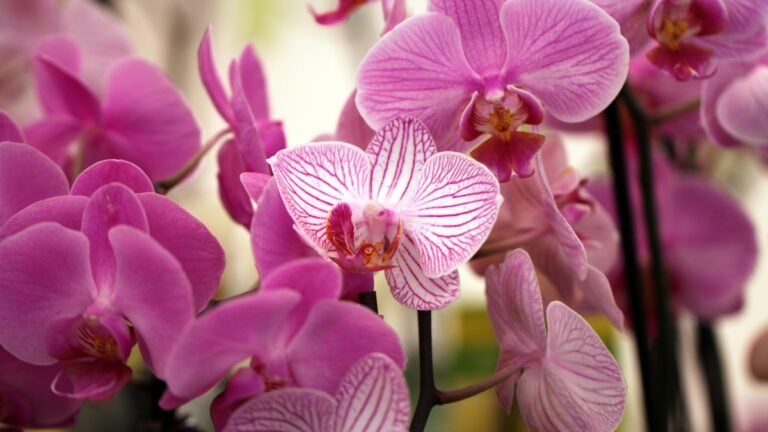Le orchidee ti ringrazieranno: 6 ricette di fertilizzanti fai da te Come fertilizzare le orchidee
