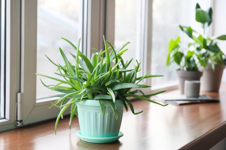 Aloe in inverno: come curarla per evitare shock da freddo Curare l'aloe in inverno