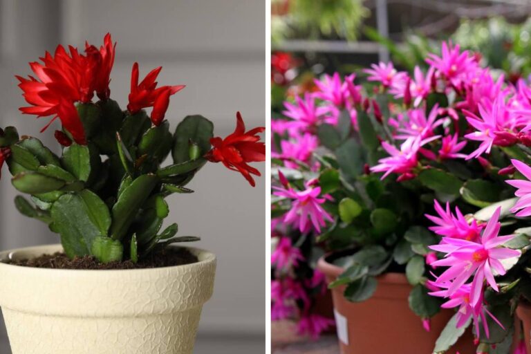 Tre varietà, tre festività: tutto sui cactus di Natale, Pasqua e Ringraziamento Cactus delle festività: Ringraziamento, Natale e Pasqua