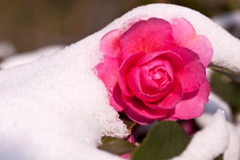 Camelie invernali: le varietà più belle per un giardino fiorito anche col freddo Le varietà più belle di camelie invernali