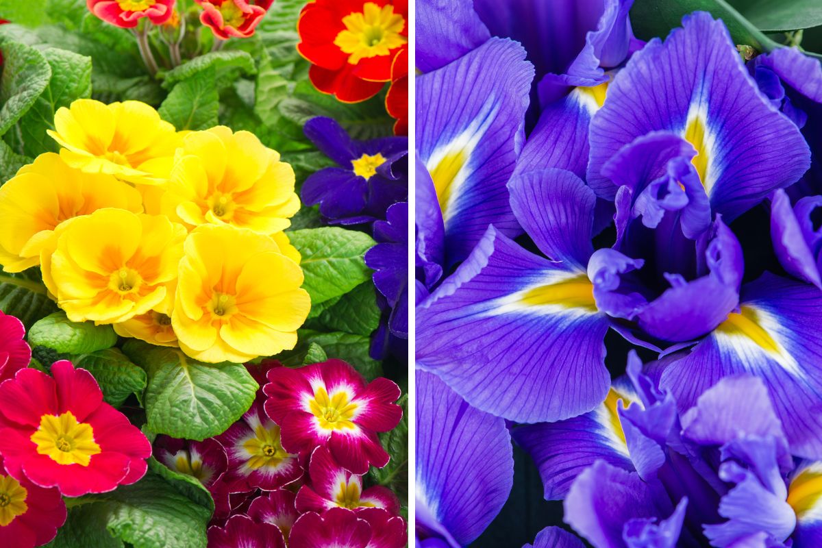 Cosa piantare a dicembre per la primavera