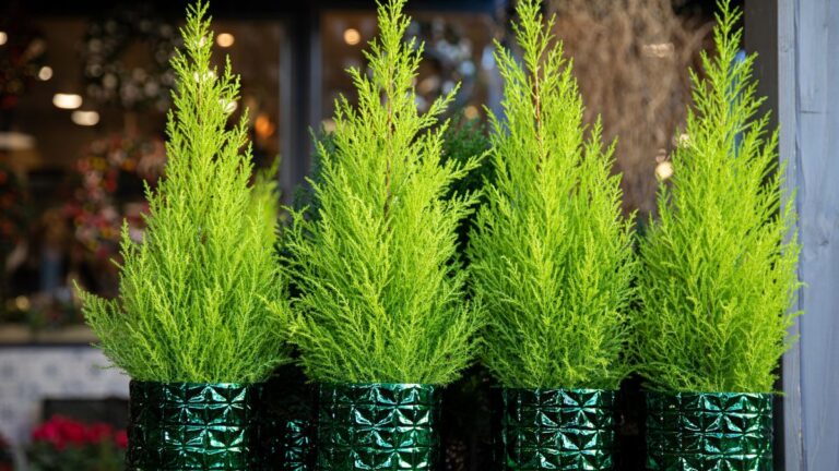 Cipresso Goldcrest: l’albero ornamentale che tutti vogliono nella propria casa Coltivare il Cipresso Goldcrest