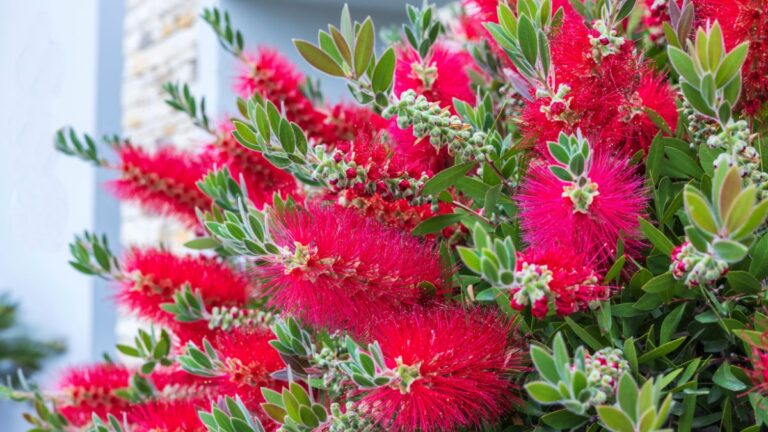 Il Callistemon: la pianta dai fiori rossi che illumina il tuo giardino Callistemon in giardino