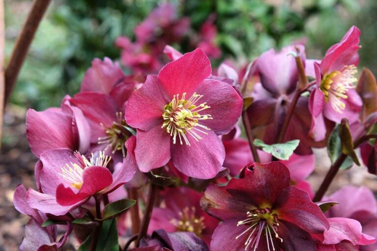 La rosa di Natale in fiore: rinforza le radici dell’Elleboro per l’inverno come far fiorire l'Elleboro