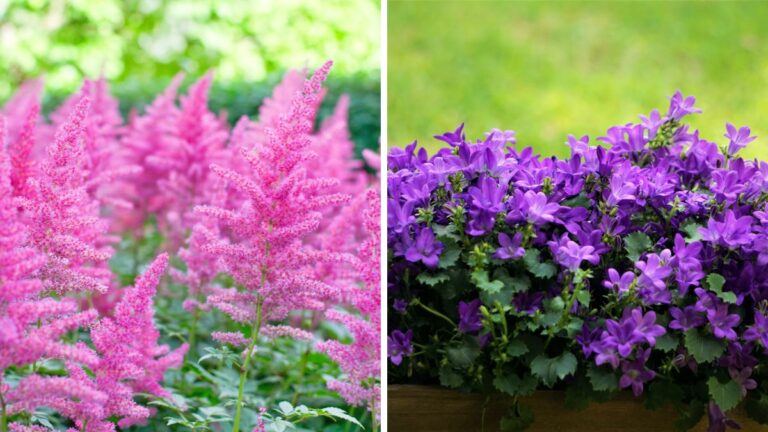 Il balcone ombreggiato si accende di colori: 10 fiori perenni da provare Fiori perenni per balconi all'ombra