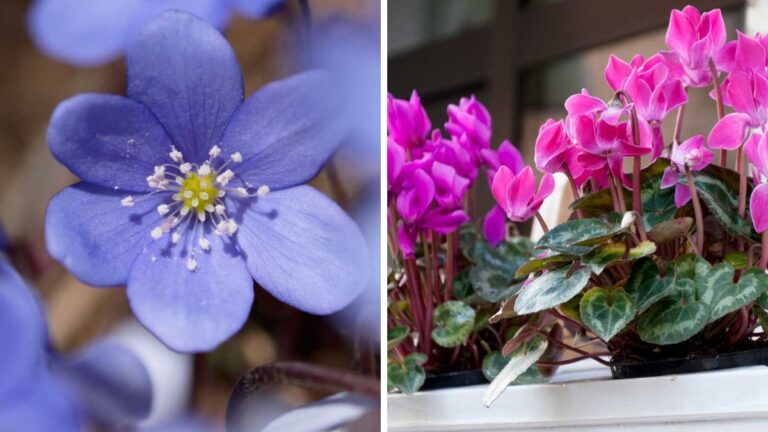 Fioriere colorate nei mesi freddi: le piante che rendono il tuo giardino un capolavoro Fioriere in inverno