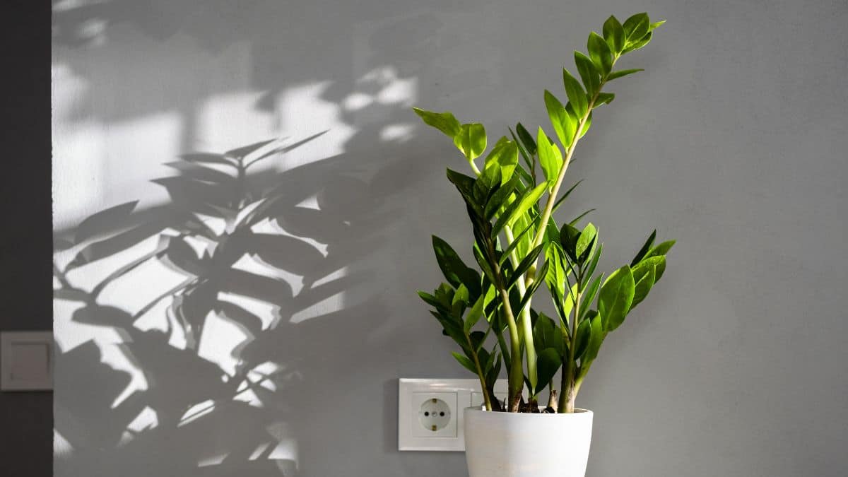 Zamioculcas rimedi naturali per le foglie gialle