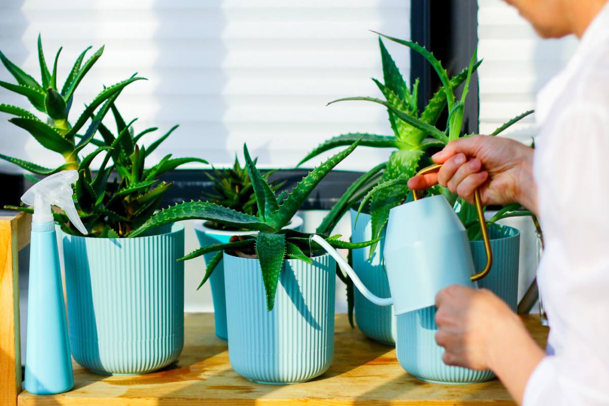 Curare l'aloe in inverno