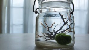 Coltivazione del Marimo, alga a palla