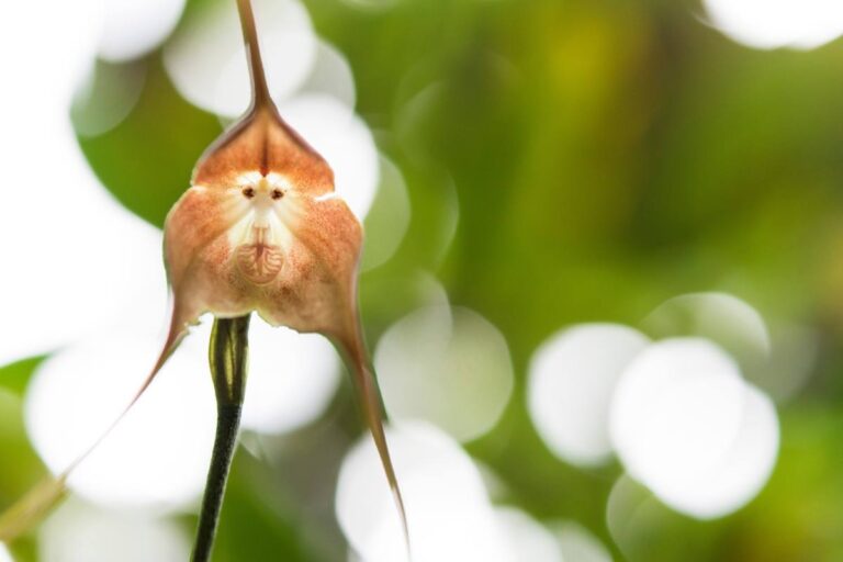 Orchidea scimmia: un capolavoro della natura che sorprende il mondo Orchidea scimmia: un capolavoro che incanta tutti