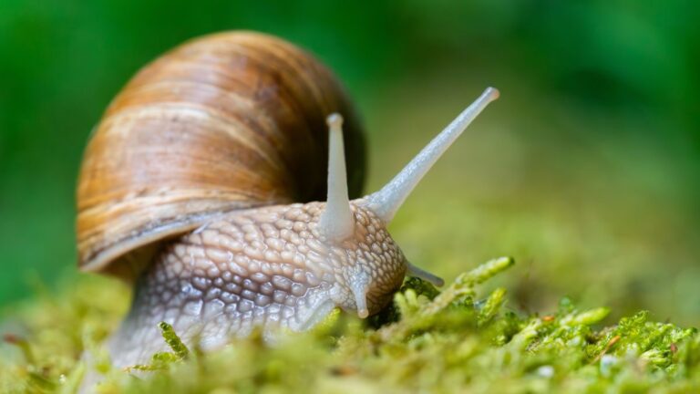 Come tenere lontane le lumache dal tuo orto: le 7 piante che fanno miracoli Piante per allontanare le lumache