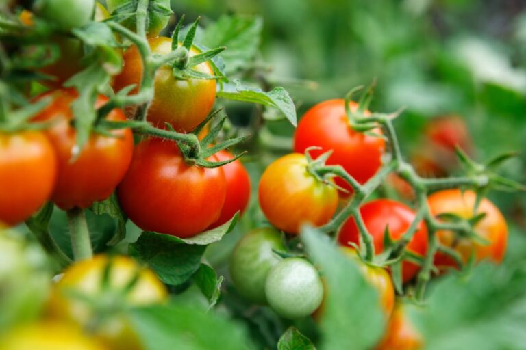 Pomodori da record: il trucco della cenere che fa la differenza I benefici della cenere per i pomodori