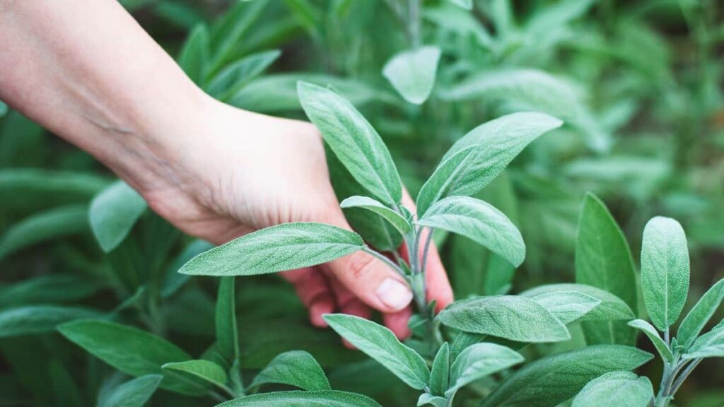 Come Proteggere la tua Salvia in inverno