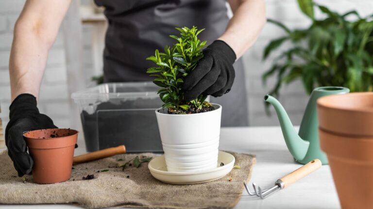 Le regole d’oro per rinvasare le tue piante in inverno Come rinvasare le piante in inverno