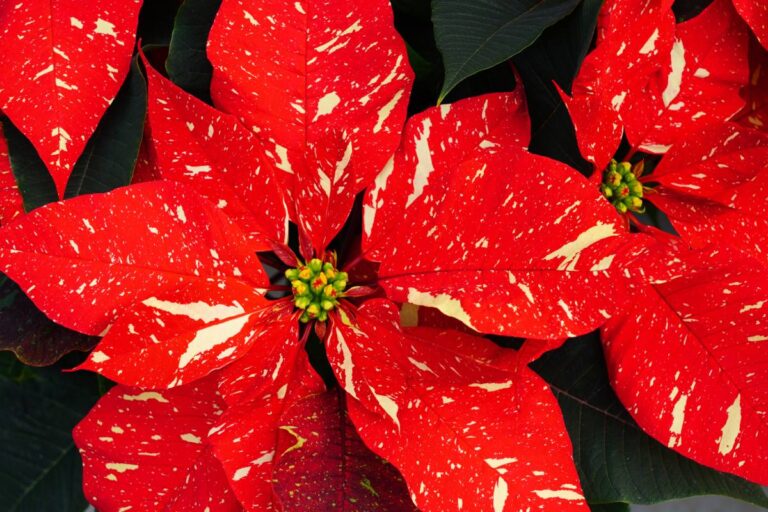 Stella di Natale: non solo rossa! Scopri le varietà colorate e come prendertene cura Le varietà di stelle di natale