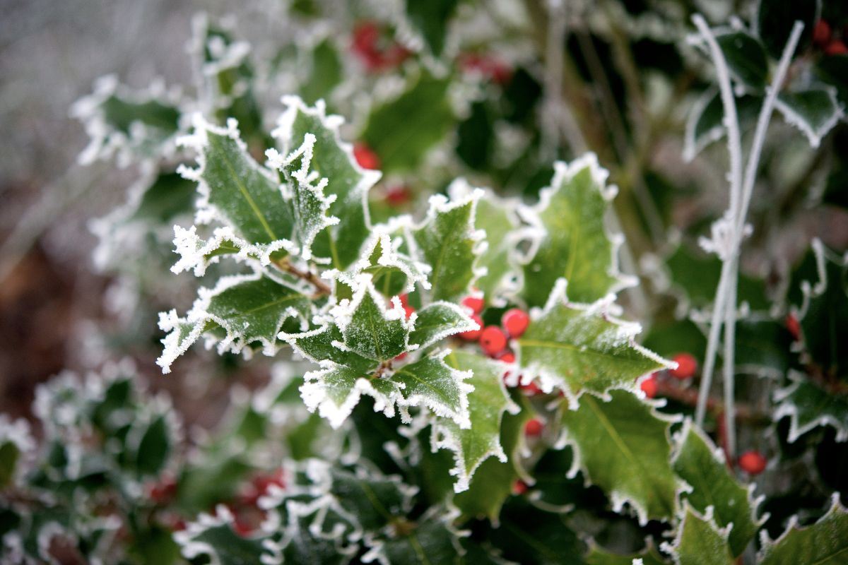 Come moltiplicare l'agrifoglio