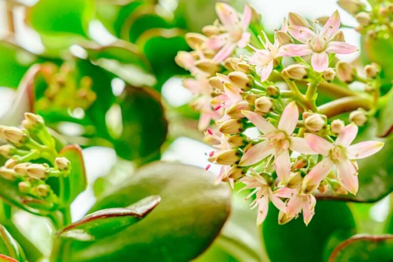 Albero di Giada in fiore: l’ingrediente magico che non conoscevi come far fiorire l'albero di giada