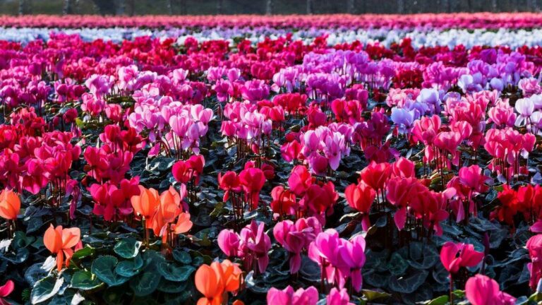 Ciclamino, il fiore d'inverno: perché è considerato un portafortuna? Ciclamino, il fiore portafortuna