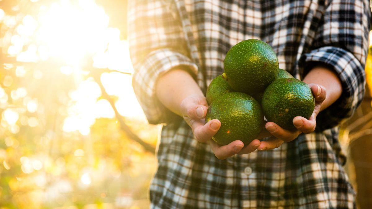 impara a coltivare l'avocado dal nocciolo