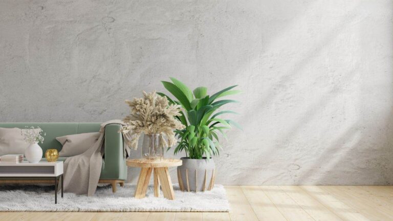 Come scegliere le piante per ogni stanza della tua casa in base alla luce in che modo posizionare le piante in casa in base alla luce