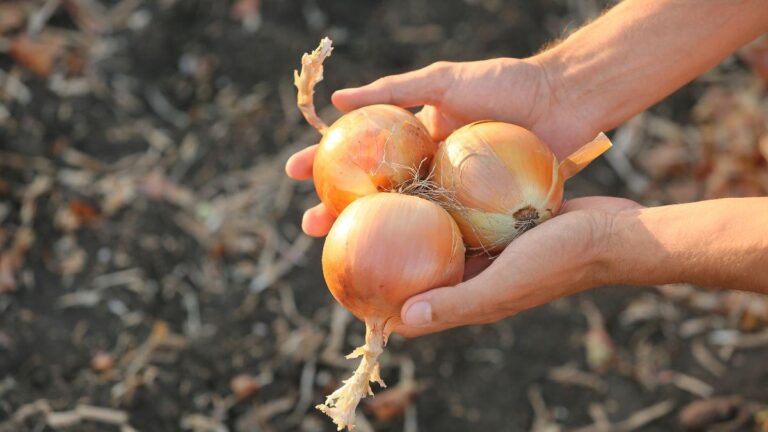 Mai conservare cipolle vicino a questi alimenti: ecco cosa succede quali alimenti non vanno messi vicino alle cipolle