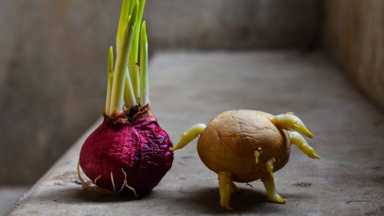 Cipolle e patate germogliate? Riciclale per un orto a costo zero perché non dovresti buttare patate e cipolle germogliate
