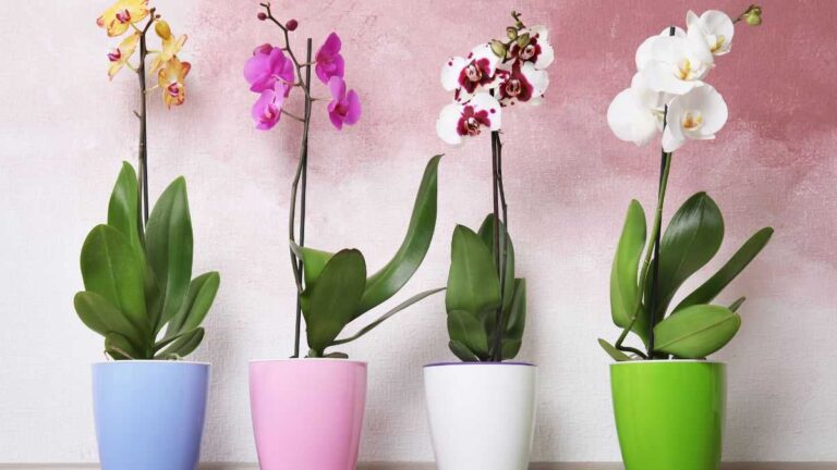 Come prendersi cura delle orchidee in inverno: luce, umidità e irrigazione come curare le orchidee in inverno