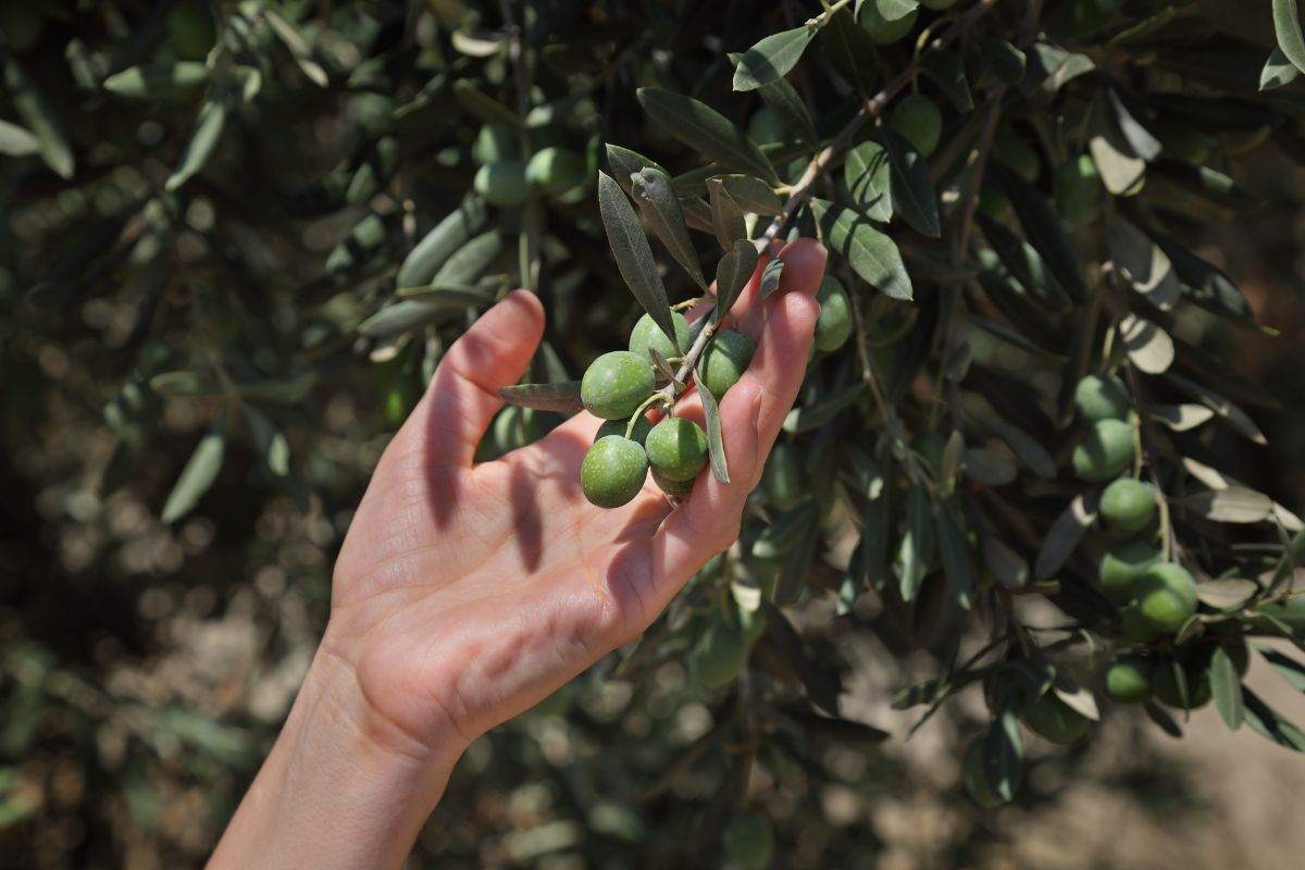 perché prendersi cura dell'olivo in inverno