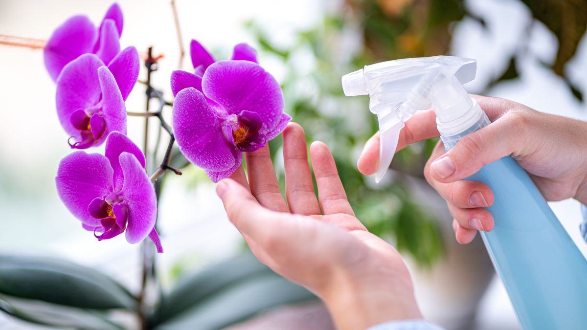 come avere un'orchidea sempre in fiore