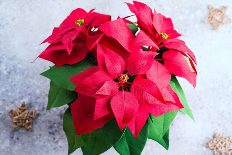 Stella di Natale: il trucco per far tornare le foglie rosse durante le feste come curare le foglie della stella di natale
