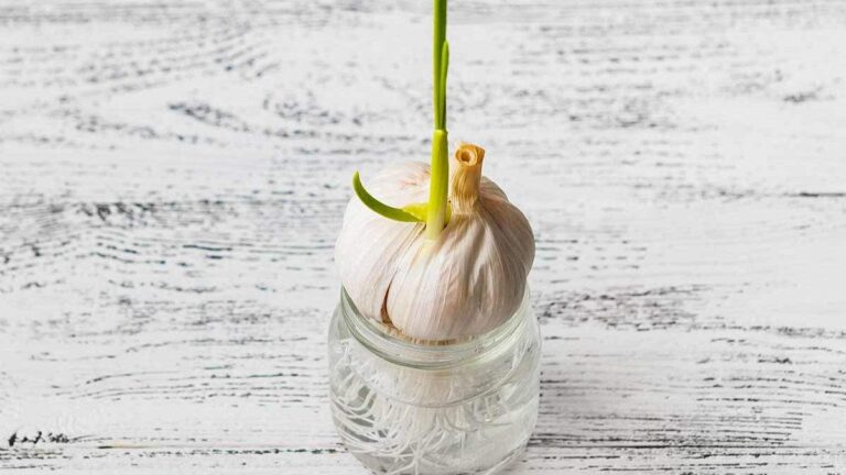 Come far germogliare uno spicchio d’aglio e ottenere un raccolto infinito come far germogliare aglio in casa