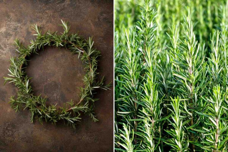 Ghirlanda di rosmarino fai da te per Natale: decora la porta con semplicità e stile come realizzare ghirlande natalizie