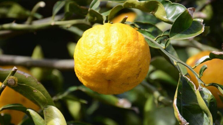 Limoni deformati? Ecco il motivo e i rimedi efficaci per il tuo albero quali sono le cause di un limone deformato
