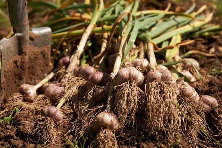 5 ortaggi perfetti da coltivare a dicembre per un orto ricco e rigoglioso quali ortaggi coltivare in inverno