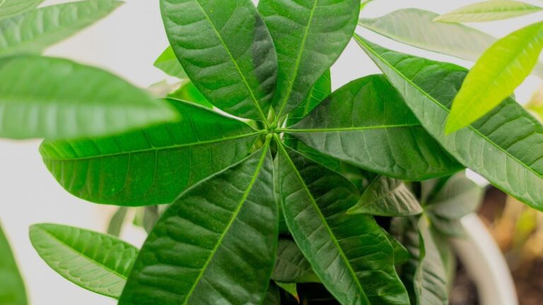 Radici marce nella Pachira? Scopri come intervenire per rimediare subito Come curare la pachira