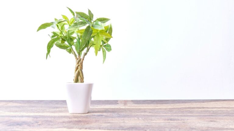 Il segreto per una Pachira Aquatica rigogliosa e intrecciata? Ecco come fare come intrecciare la pachira