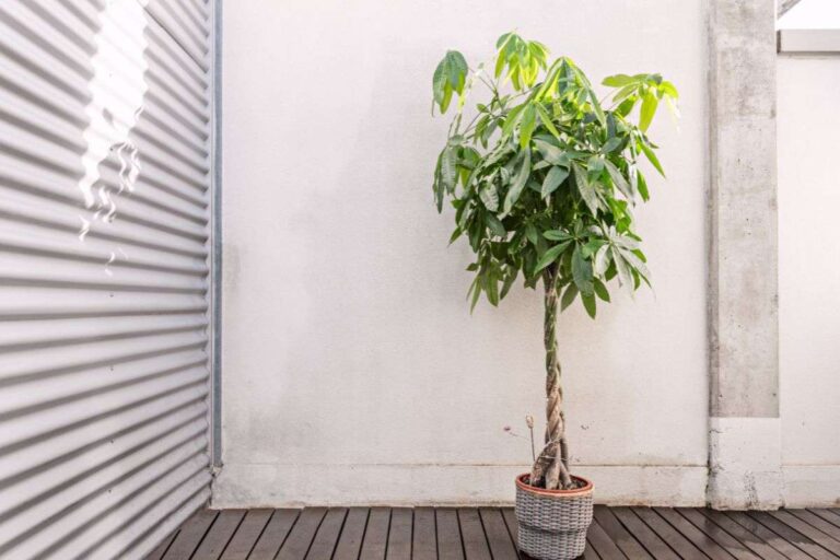 Pachira con foglie ingiallite: errori da evitare e consigli per salvare la pianta come trattare la Pachira se ha foglie gialle