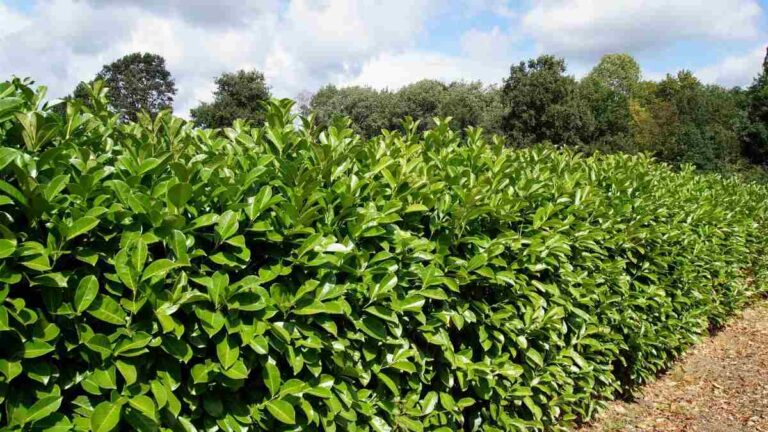 Perché scegliere il lauro? Cura e vantaggi della siepe sempreverde perché il lauro è un'ottima siepe